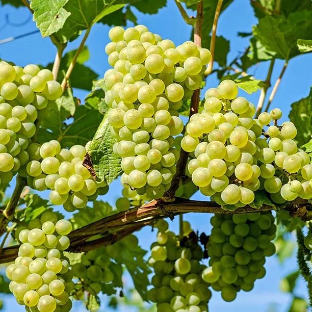 https://images-prod.ashridgetrees.co.uk/media/catalog/product/612x612/Grape-vine-Lakemont-Seedless.webp