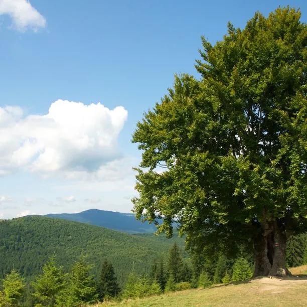 Hornbeam Trees for Sale: Big Sizes | Ashridge