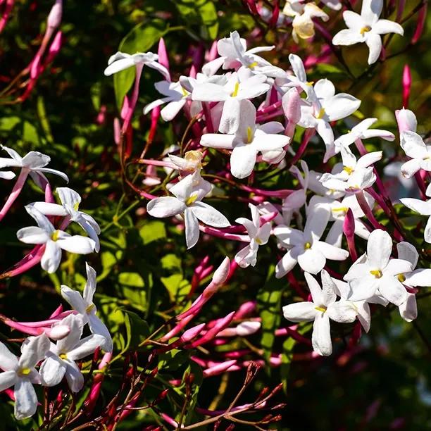 Inverleith Jasmine Plants (Jasminum officinale Inverleith)