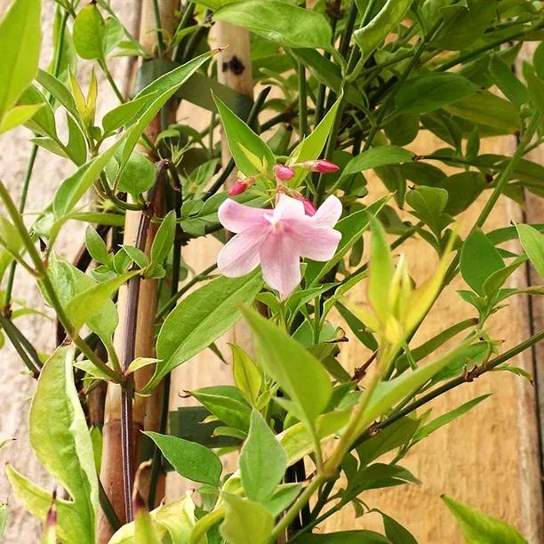 Pink Stephan Jasmine Flower