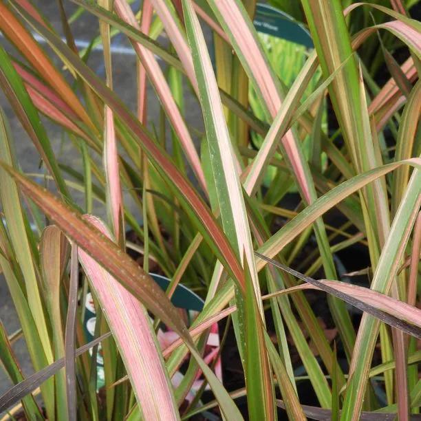 'Jester' Phormium Plants for Sale, UK Grown | Ashridge