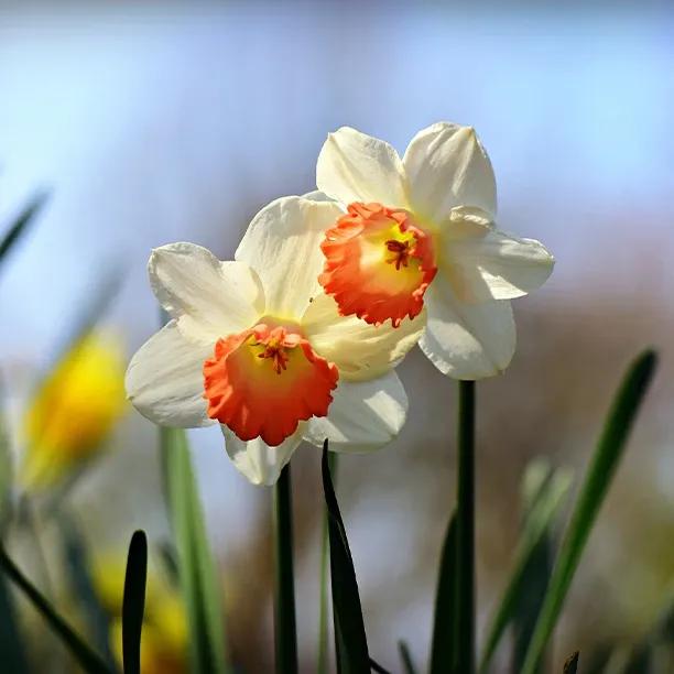 June Allyson Daffodils