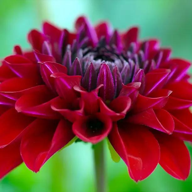 'king Arthur' Dahlia Tubers For Sale 