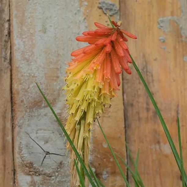 Kniphofia Papaya Popsicle