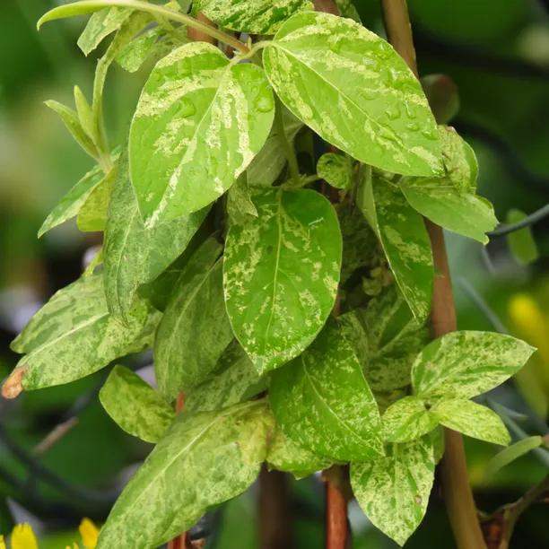 Mint Crisp Honeysuckle Leaves