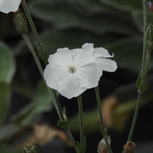 White Rose Campion Plants (Lychnis coronaria Alba)