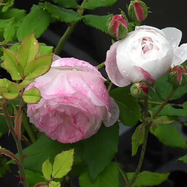 Madame Pierre Oger Roses