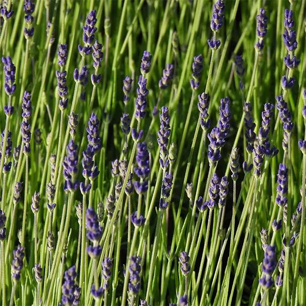 Melissa Lilac Lavender Flowers