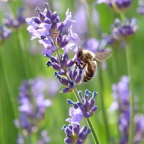 Munstead Lavender with Bee