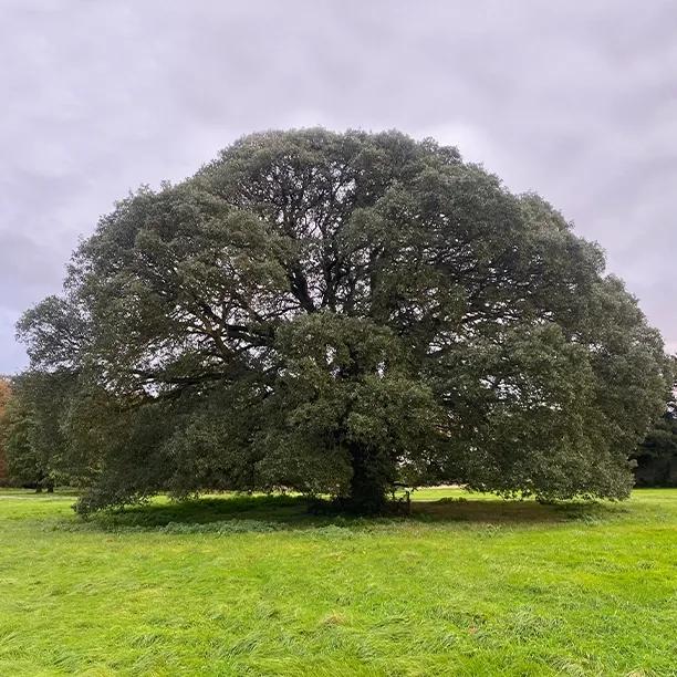Large Holm Oak Tree