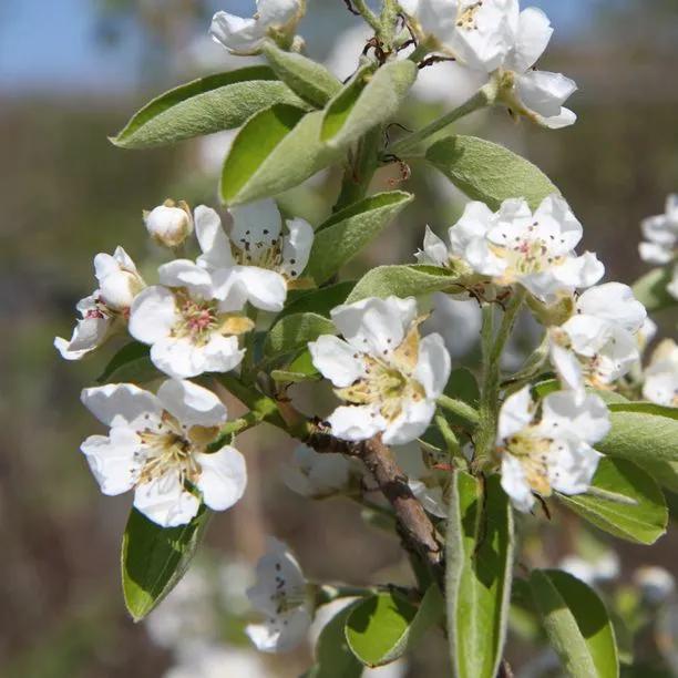 Onward Pear Trees for Sale | Ashridge