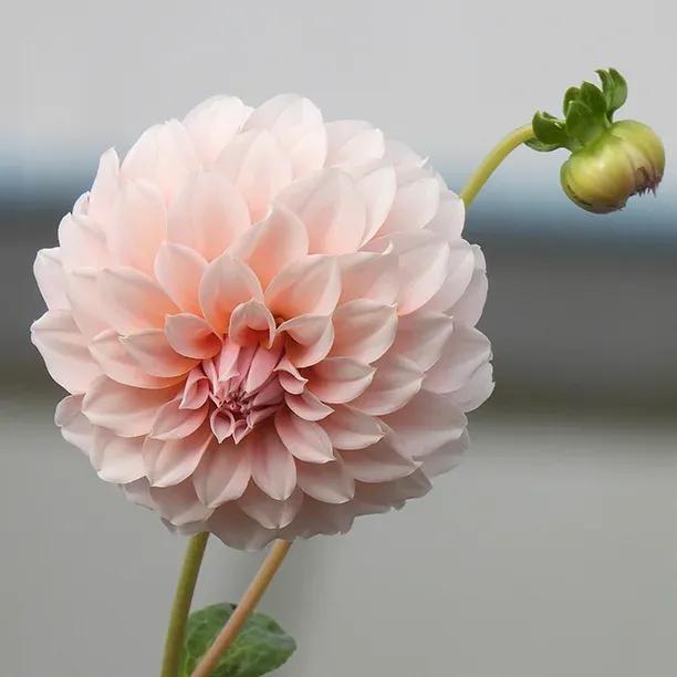 Peaches Dahlia Flower