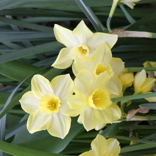 Pipit Daffodil Bulbs for Sale Online, UK Grown | Ashridge Nurseries