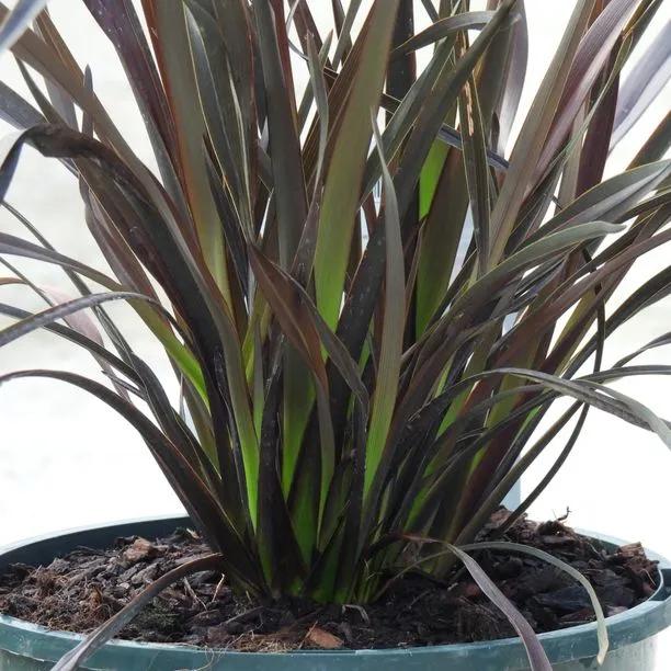 Platts Black Phormium Plants for Sale, UK Grown | Ashridge