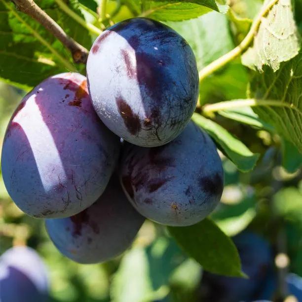 Marjories Seedling Plum Trees for Sale