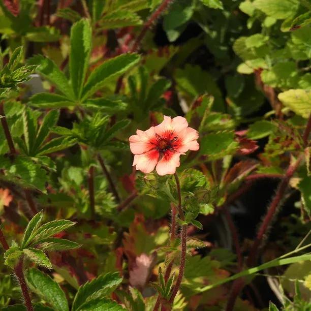 Miss Willmott Potentilla Flower