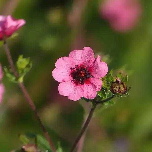 Potentilla ‘Miss Willmott’ Cinquefoil Plants for Sale | Ashridge