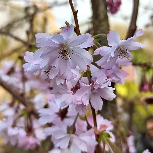 Cherry Autumnalis Flower Blossom