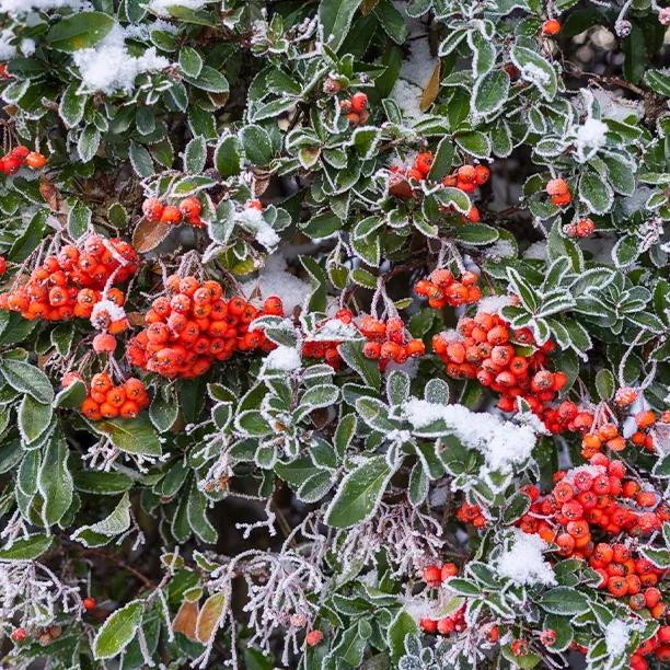 Pyracantha Red Column