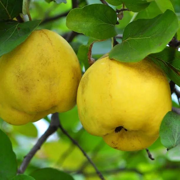 Serbian Gold Quince Trees for Sale | Ashridge