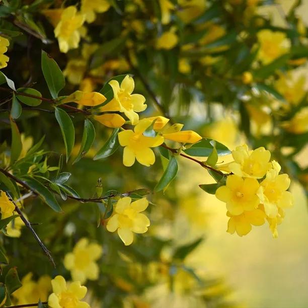 Reeves' Italian Jasmine Plants (Jasminum humile Revolutum)