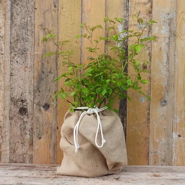 4 Litre Potted Rosa Purple Skyliner in Hessian Gift Bag