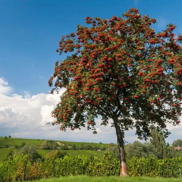 Rowan / Mountain Ash Standard Trees for Sale: Big Sizes | Ashridge