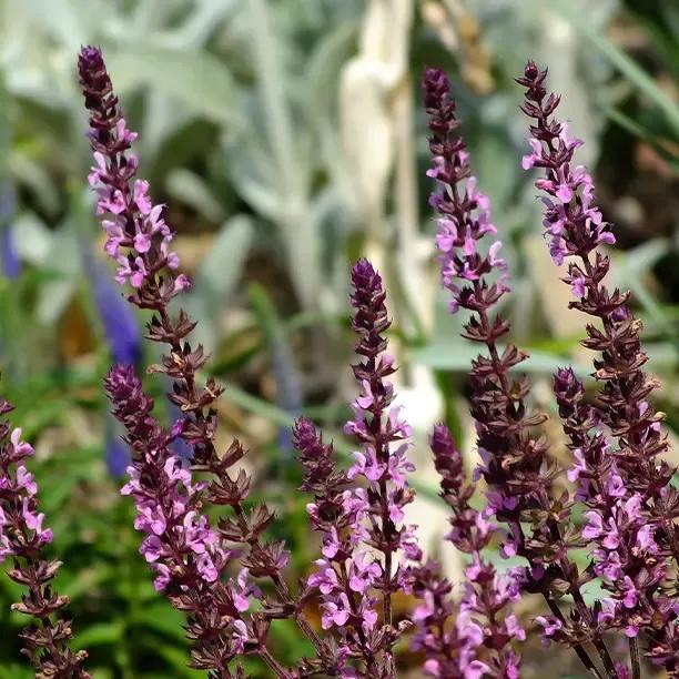 Rose Queen Salvia