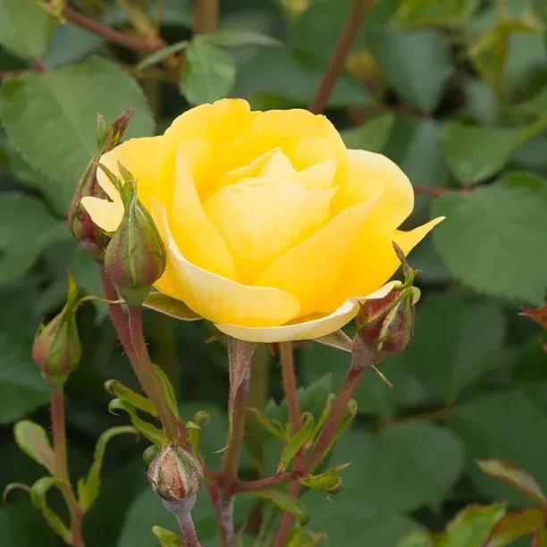 Soleil Vertical Climbing Rose