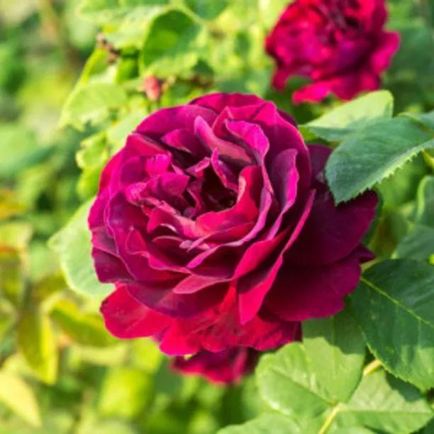 Pests and Diseases  Peter Beales Roses - the World Leaders in Shrub,  Climbing, Rambling and Standard Classic Roses