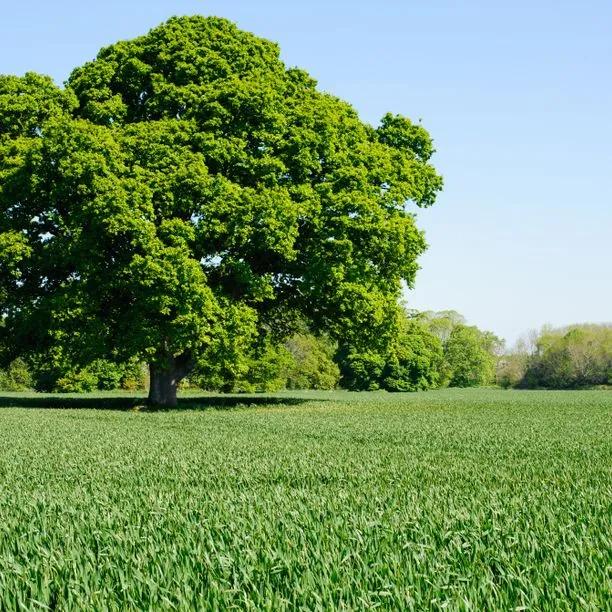 Sycamore Standard Trees for Sale: Big Sizes | Ashridge