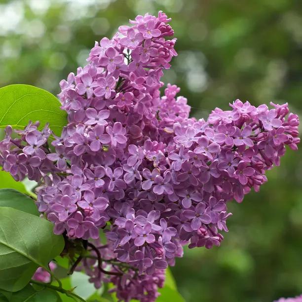 Lilac Hedging Plants