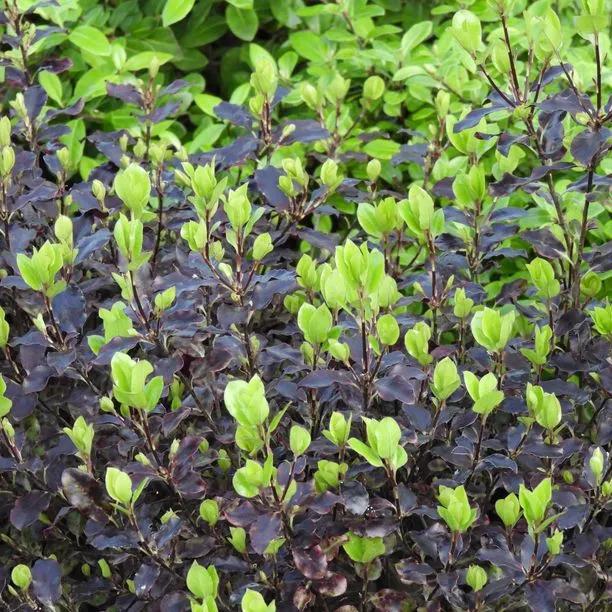 Pittosporum Tom Thumb Hedging For Sale, Uk Grown 