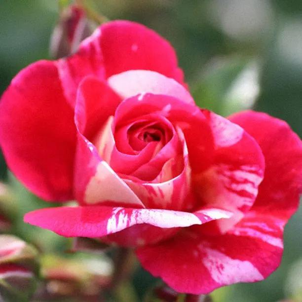 Twist Rose Bushes for Sale, UK Grown Plants