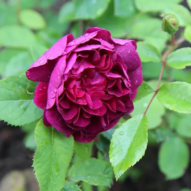 William Lobb - Old Shrub Rose