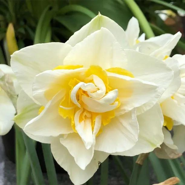 Acropolis Daffodil Bulbs