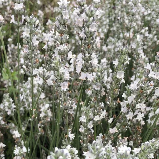 White deals lavender plants