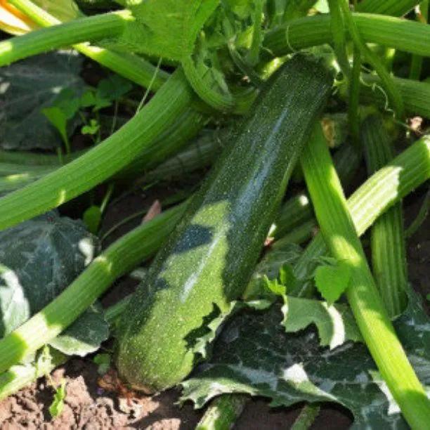 Ambassador Courgette Plants for Sale, UK Grown Ashridge