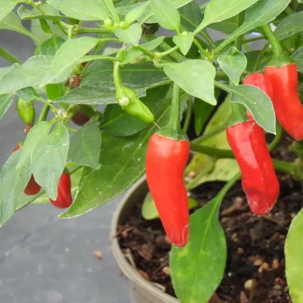 Apache Chilli Pepper Plants for Sale, UK Grown Ashridge