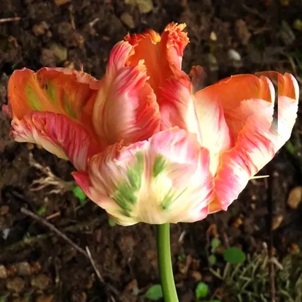 Apricot Parrot Tulips