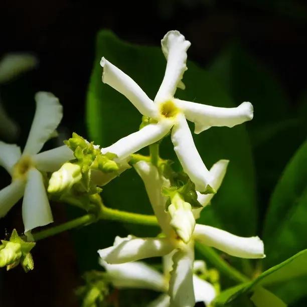 Asiatic Jasmine Plants (Trachelospermum asiaticum)