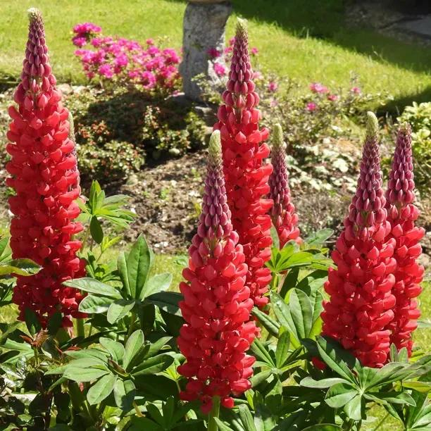 Beefeater Lupin Plants (Lupinus Beefeater West Country Range)