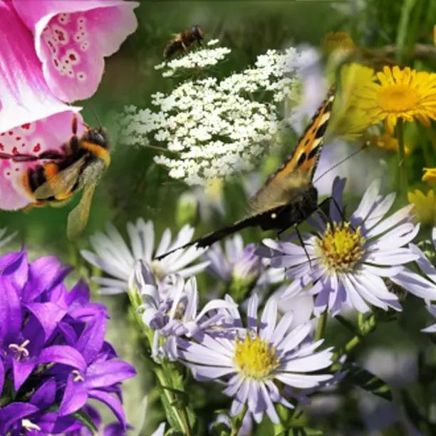 Bees & Butterflies Herbaceous Collection