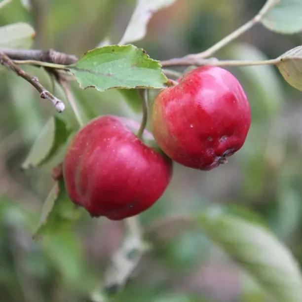 Bloody Ploughman Apple Trees (Malus domestica ÔÇÿBloody PloughmanÔÇÖ)