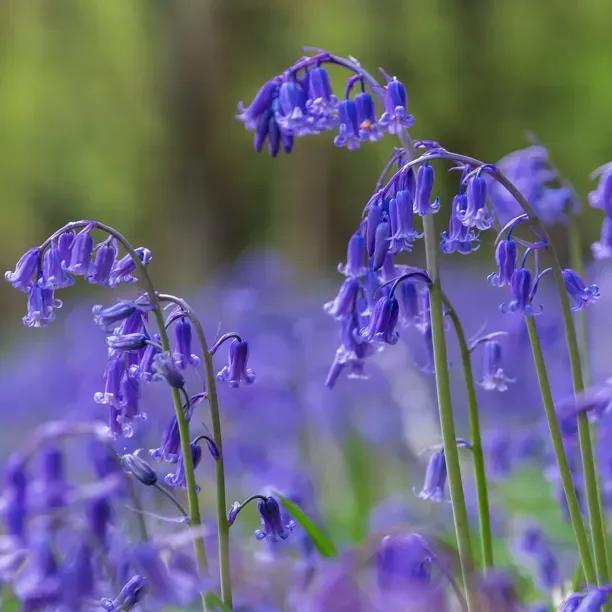 Bluebells in the Green (Hyacinthoides non-scripta)