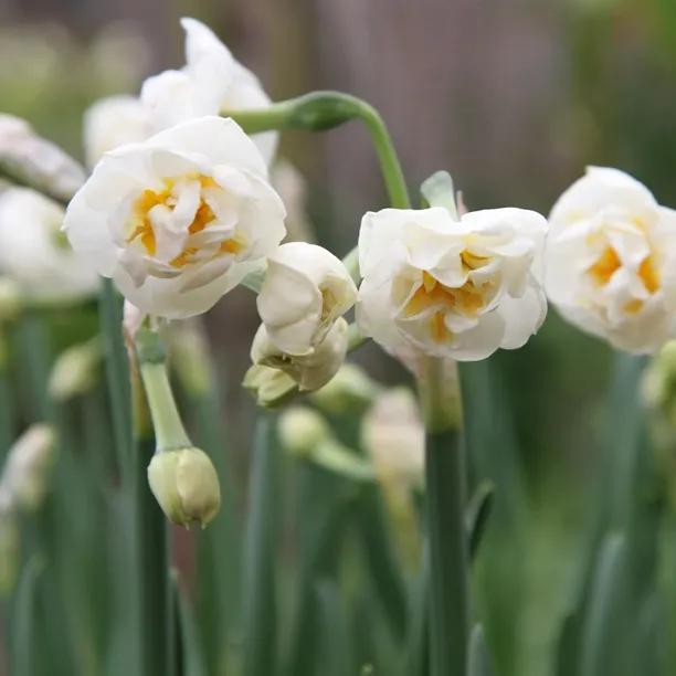 Bridal Crown Daffodil Bulbs (Narcissus Bridal Crown)