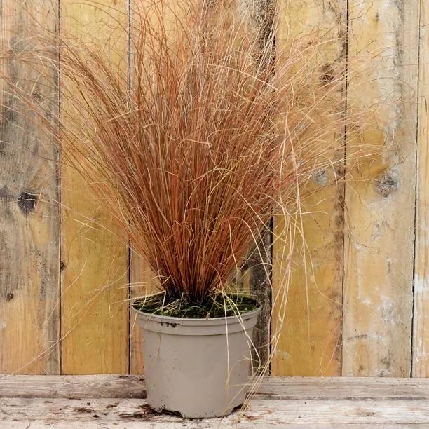 2 Litre Potted Bronze Curls Grass