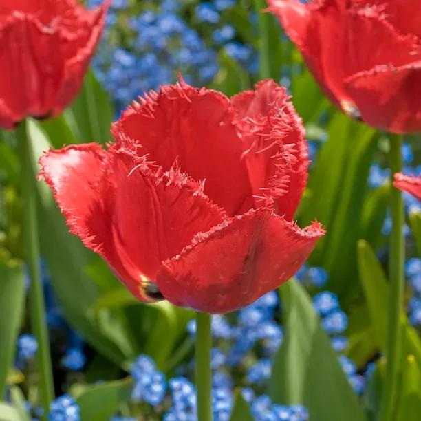 Burgundy Lace Tulip