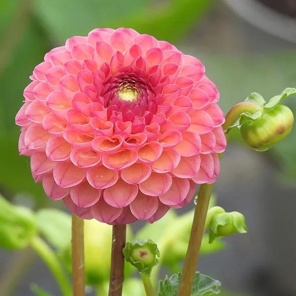 Burlesca Dahlia Flower