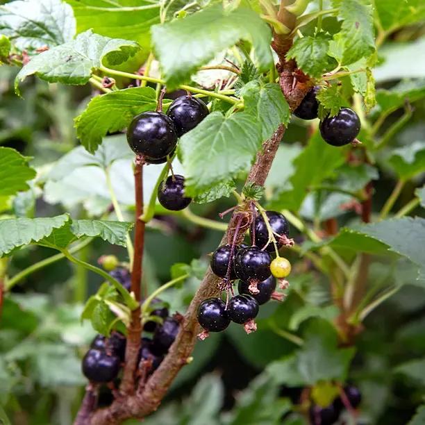 Bush of Wellington blackcurrants with ripe bunches of berries and leaves